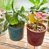 アグラオネマ,ディフェンバキア,観葉植物,植え替え,インテリアグリーンの画像