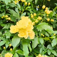 シキミ,モッコウ薔薇,オウバイモドキ,ウンナンオウバイ(オウバイモドキ),樒(しきみ）の画像