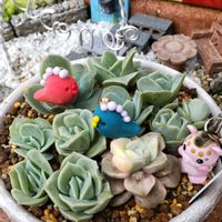 オーロラ,レッドベリー,エンジェルティアーズ,ラブリーローズ,ラブリーローズ錦の画像