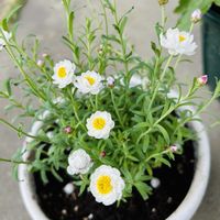 花かんざしの画像