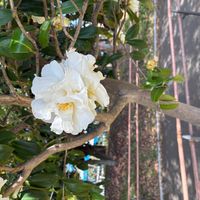 サザンカの画像