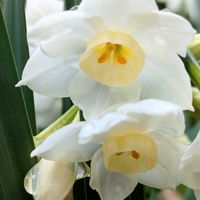 ペーパーホワイト,スイセン ペーパーホワイト,ニオイスイセン,匂い水仙,ミニ水仙  ティタティタの画像