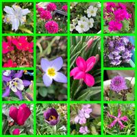 アルメリア,シクラメン,シャガ,タツナミソウ,ニホンサクラソウの画像
