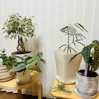 エバーフレッシュ,ベンジャミン,楽しみ〜,THE FARM UNIVERSAL,小さな幸せ♡の画像