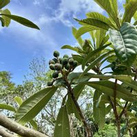 ビワ,アスパラ,不知火(デコポン),庭の画像