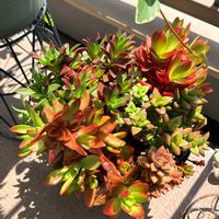 ルペストリス,火祭り,虹の玉,小人の祭り,紅葉祭りの画像