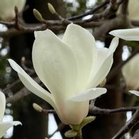 ハクモクレンの画像