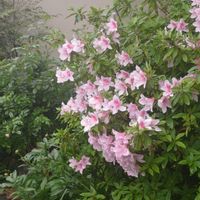 ツツジ,ギンバイカ,モッコウバラ,ギンバイカ(マートル),黄もっこうばらの画像