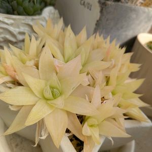 ハオルチア,ハオルチア　ゴールド,多肉植物,かわいい,きれいの画像