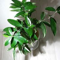 ドラセナ,ドラセナ スルクロサ,ドラセナ ゴッドセフィアナ,ドラセナ スルクロサ プンクチュラータ,観葉植物の画像