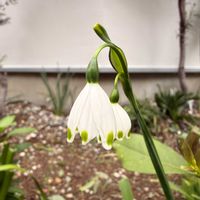 スノードロップの画像