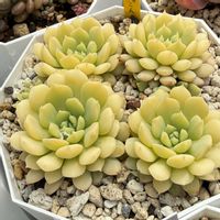 多肉植物,多肉大好き,ベランダ多肉,多肉女子,エケベリア女子の画像