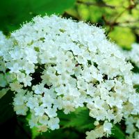 ガマズミ,山野草,半分そら,ありがとう♡︎⸜( ´ ꒳ ` )⸝♡︎,Love and Courageの画像