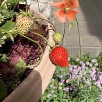 イチゴ,よつぼし,菌ちゃん農法,家庭菜園の画像