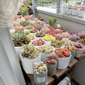 多肉植物,多肉大好き,ベランダ多肉,多肉女子,エケベリア女子の画像