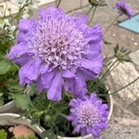 スカビオサの画像