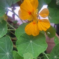 ナスタチウム,キンレンカ,食べられる,一年草,多年草の画像