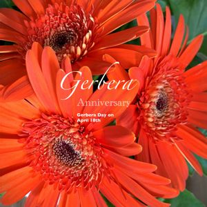 フラワーアレンジメント,多年草,キク科,花のある暮らし,緑のある暮らしの画像