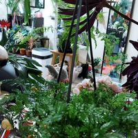 シノブ,シノブ,シノブの画像