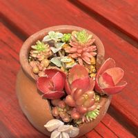 虹の玉,火祭り　(クラッスラ属),セダム属,多肉の寄せ植え,良い１日をお過ごしくださいの画像
