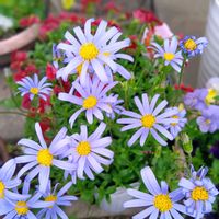 ビデンス,ビデンス,デージー,デージー,ブラキカムの画像