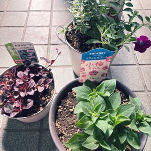 ポリゴナム（ヒメツルソバ）,サフィニアアート,サフィニアアートあずきフラッペ,サフィニアアート　小梅ちゃん,カラーリーフの画像