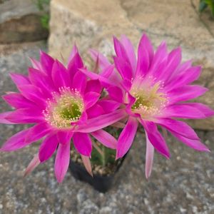 サボテン,花サボテン,サボテンの花,さぼてんの花の画像