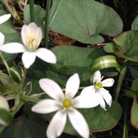 ニワゼキショウ,ニワゼキショウ,オオアマナ,オオアマナ,名前を教えての画像