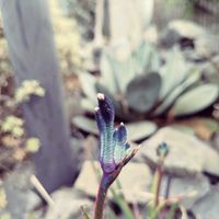 カンガルーポー,緑のある暮らし,みどりのある暮らし,小さな庭の画像