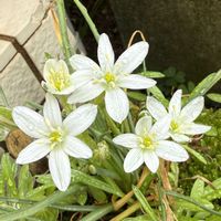 オーニソガラム,雪割草,デンドロビウム・キンギアナム,癒し☺️,小さな庭の画像