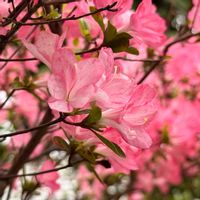 ハナカイドウの画像