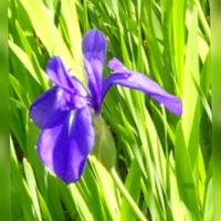 カキツバタ,青い花マニア,美しく青きドヨウ,チーム・ブルー,チーム・ブルーNo.009の画像