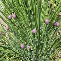 チャイブ,ネモフィラ,お花に癒されて❤️の画像