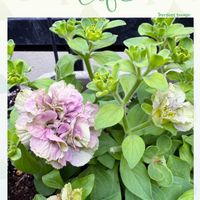 アジュガ,ニオイスミレ,ペチュニア 湘南ヴェルデ,アンティークビオラファルファリア,パルムディレーヌの画像