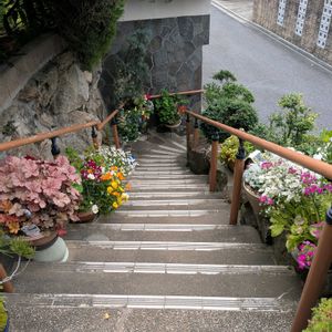 新緑。,寄せ植え,挿し木から成長,嬉しい❤️,垣根の画像