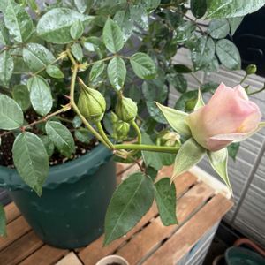 デュークオブヨーク,デュークオブヨーク,デュークオブヨーク,ポルトブルー,ポルトブルーの画像