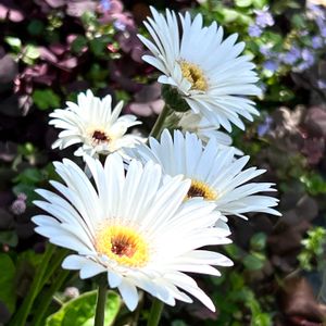 ガーベラ,サクラソウ,リメ缶,リメ鉢,花のある暮らしの画像