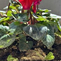 シクラメン,キャベツ,キャベツ,キャベツの芯から,プランター野菜の画像