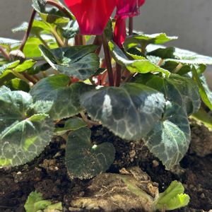 シクラメン,キャベツ,キャベツ,キャベツの芯から,プランター野菜の画像