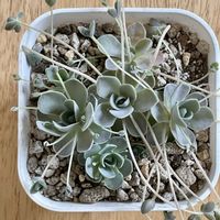 子持ち蓮華,多肉植物,多肉屋365,ベランダの画像