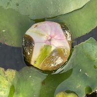 スイレン,お花は癒し,花が好き❤,☆携帯撮影☆の画像