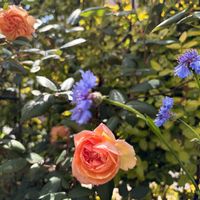 矢車菊,クレメンティナ　カルボニエリ,ばら バラ 薔薇の画像