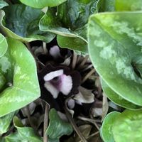 カンアオイ,デンドロビューム　キンギアナム,室内,花のある暮らし,庭の画像