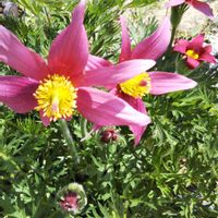 オキナグサ,クレマチス,ゲウム,ゲウム,クレマチス 白万重の画像