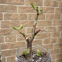 ゴーラムの画像