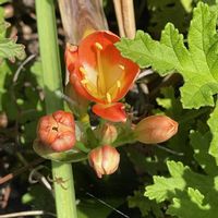 イブキジャコウソウ,ウインターコスモス,クンシラン,コバノランタナ,エリゲロンの画像