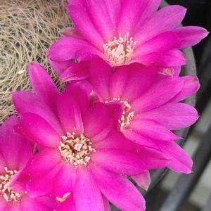 サボテン,多肉植物,開花,ピンクの花,ビニールハウスの画像