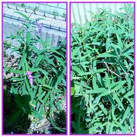 アメジストセージ,自宅の花壇,庭の画像
