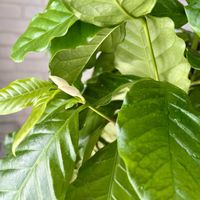 コーヒーの木の画像