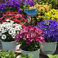 ビオラ ミルフル,セネッティ,サントリー フラワーズ,花と生きるサントリー,春苗セネッティの画像